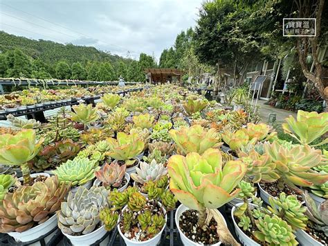 佳河錦鯉園|佳河錦鯉多肉園/繞山花多肉餐廳